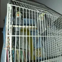 دوعدد عروس هلندی