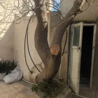 خریدار چوب درخت انجیر10 هزار