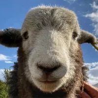 ** افشار کردستان گوسفند زنده کم چربی پلاک سلامت