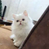 گربه پرشین سفید همه چیو داره
