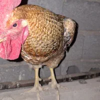 مرغ تخم گذار