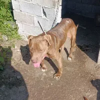 پیتبول بولی ماده ۲ساله توله دهی خوب سگ بینظیر|سگ|املش, |دیوار