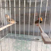 فنچ اروپایی