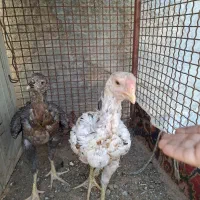 جوجه لاری اشامو گنجه قفس