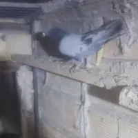 کبوتر