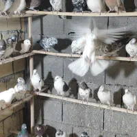 60تاکبوترپرشی ساعت بالاتک فروشی ندارم جفت 700