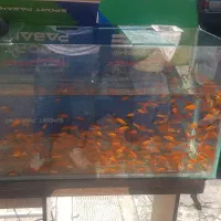 بساط ماهی قرمز عید