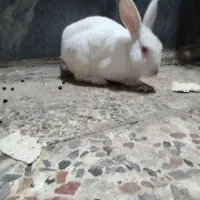 خرگوش|موش و خرگوش|خرم‌آباد, |دیوار