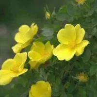 نهال گل نسترن حلوایی