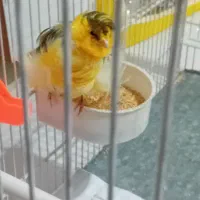 قناری فر نر مفت