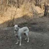 اشپیتز رایگان|سگ|تبریز, |دیوار