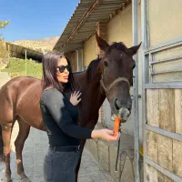 فروش اسب مادیان یکسر