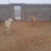 ۶راس‌میش‌جوان