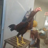 خروس لاری|حیوانات مزرعه|سقز, |دیوار