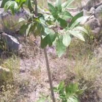 سهره