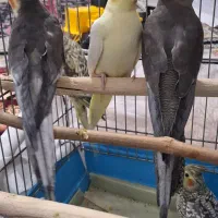 عروسی هلندی