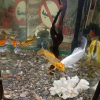 ماهی کویی پولک اسرائیلی|ماهی|دورود, |دیوار