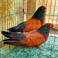 اشعل کاکول جوجه اذم باخت رفت