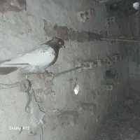 کبتر.تپر.ساده.و.سینه|سگ|مینودشت, |دیوار