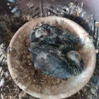 کبوتر گمشده دمگیر غلاق