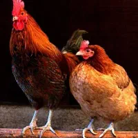 فروش فوری مرغ و خروس