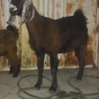 گیسه دوبحر پاکستانی ابستن دوتا کهره نرو ماده جدا