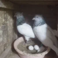 2جفتی سالم زات دار|پرنده|سبزوار, زینبیه|دیوار