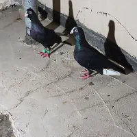 کفتر یک جفت قره سوری۱۸۰۰