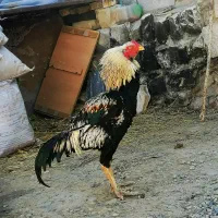 خروس لاری تُرک