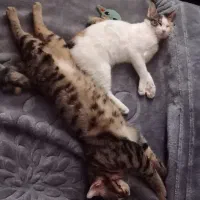 واگذاری ۲ عدد گربه dsh|گربه|تهران, جوادیه|دیوار