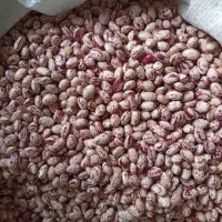 لوبیا چیتی|خوردنی و آشامیدنی|آباده, |دیوار