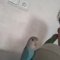 طوطی برزیلی|پرنده|ری, علایین|دیوار