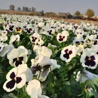 فروش عمده گل های فصلی ( بنفشه/ همیشه بهار/ قلم فور|خدمات باغبانی و درختکاری|پاکدشت, پاکدشت (مامازند)|دیوار