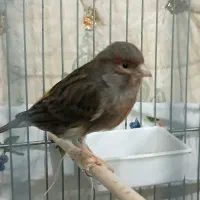 یک عدد قناری ماده کاملا آماده جفت لونه گرم میکنه