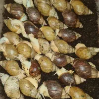 حلزون های خانگی