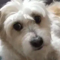 سگ تریر 1500مقطوع