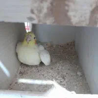 جفت عروس هلندی مولد آماده ی تخمگذاری