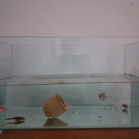 اکواریم شیشه خم