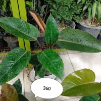 کلکسیونی شاخ گوزنی