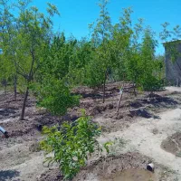 باغ در مزگ|فروش دفتر صنعتی، کشاورزی، تجاری|بیرجند, |دیوار