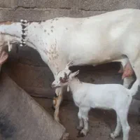 بز  شیری  هیکل درشت باکهره نر