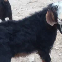 بزغاله پارسال|حیوانات مزرعه|ایلام, |دیوار