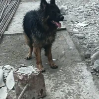 سگ جرمن