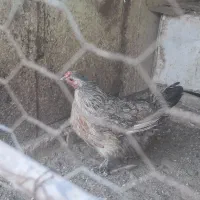 مرغ بومی،نیمچه خروس و مرغ بومی،گلین|حیوانات مزرعه|خمینی‌شهر, |دیوار