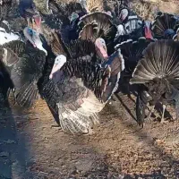 بوقلمون 100درصد100طبیعی