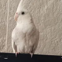 جوجه عروس|پرنده|نظرآباد, صالح آباد|دیوار