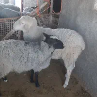 چهارعدد بره رومانوف و یک عدد لاکن نر|حیوانات مزرعه|تهران, افسریه شمالی|دیوار