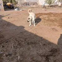 واگذاری ماده سگ|سگ|اهر, |دیوار