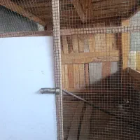 قفس بزرگ