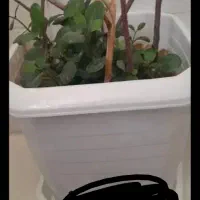 گل و گلدان طبیعی|گل و گیاه طبیعی|کرمانشاه, |دیوار